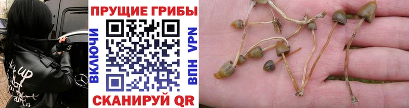 Галлюциногенные грибы Psilocybe  Купить закладки  Вельск 